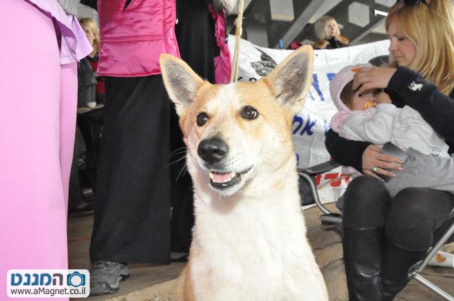 תמונה גדולה